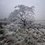 Clee Hill Hoar Frost, 2009